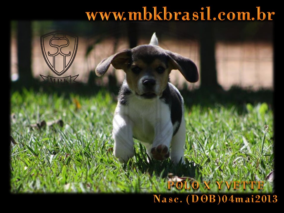 Filhotes Polo x Yvette 04mai2013 (4)