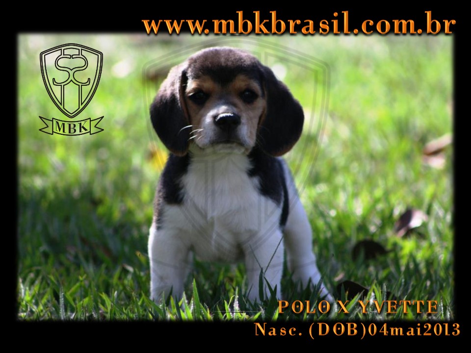Filhotes Polo x Yvette 04mai2013 (5)
