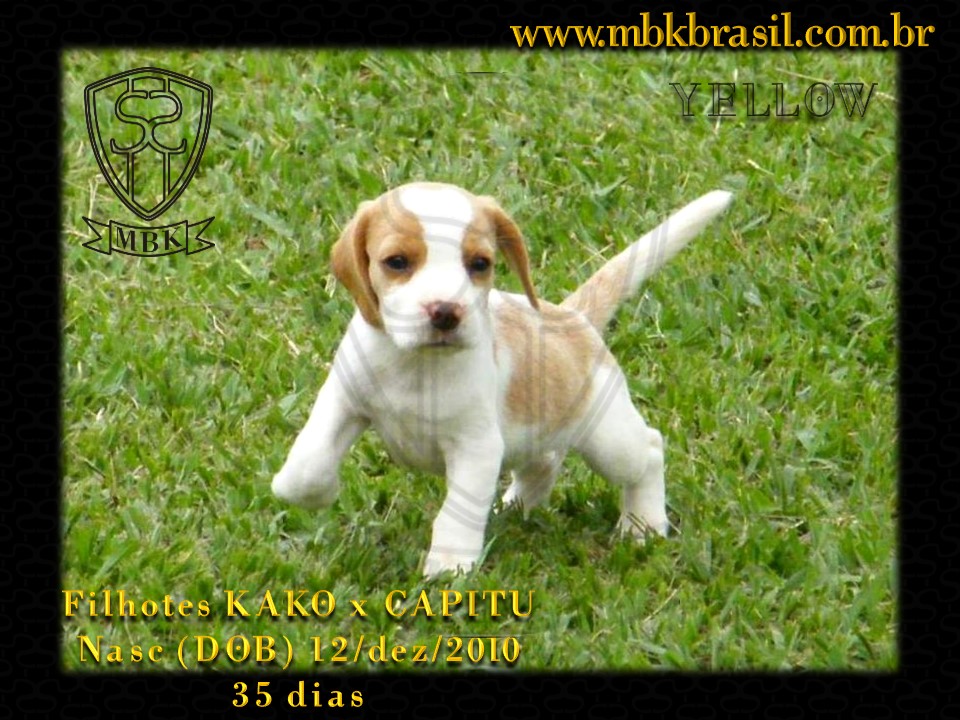 Ninhada Kako X Capitu - 12dez2010 (1)