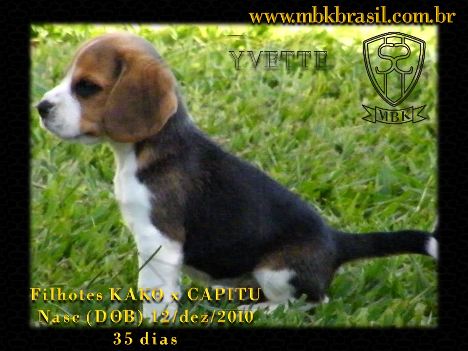 Ninhada Kako X Capitu - 12dez2010 (10)