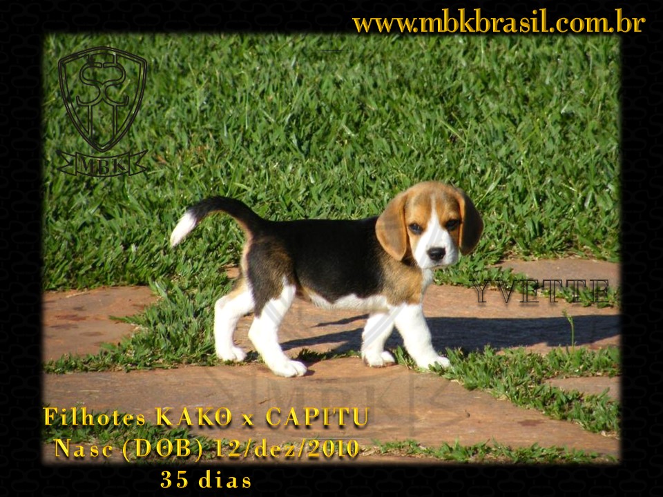 Ninhada Kako X Capitu - 12dez2010 (2)