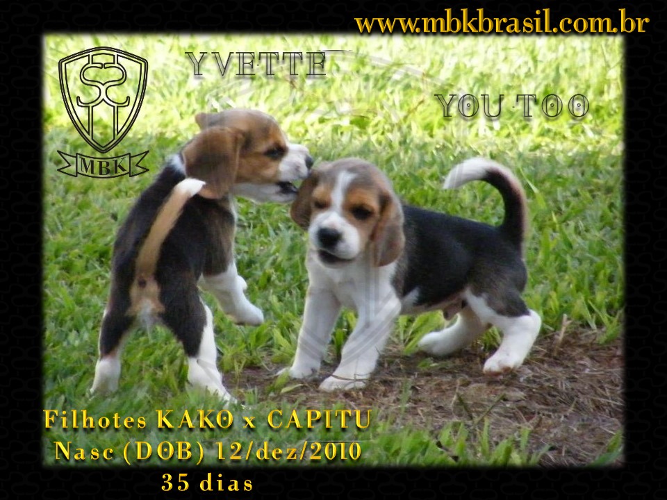 Ninhada Kako X Capitu - 12dez2010 (3)