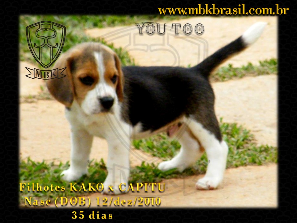 Ninhada Kako X Capitu - 12dez2010 (4)