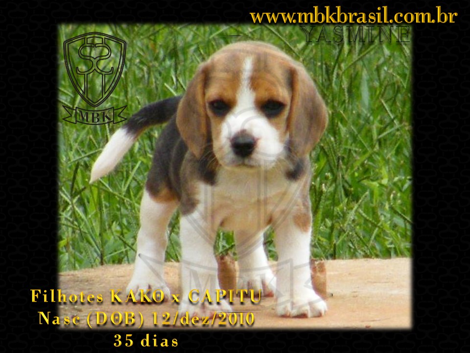 Ninhada Kako X Capitu - 12dez2010 (5)