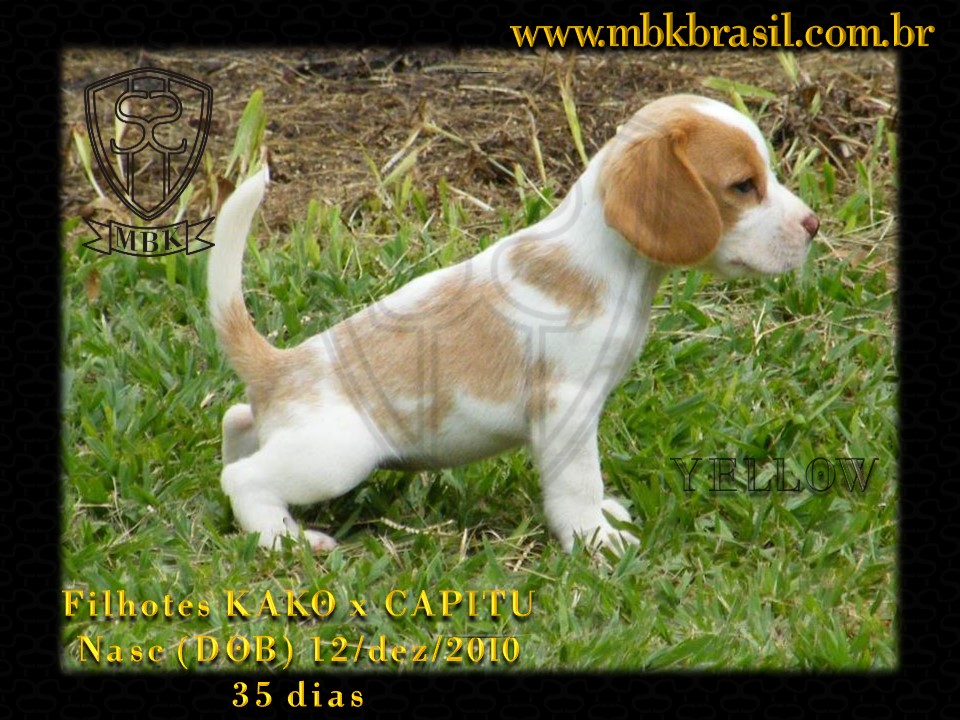 Ninhada Kako X Capitu - 12dez2010 (7)