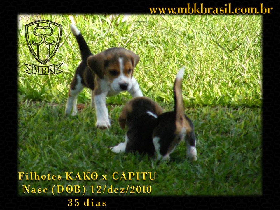Ninhada Kako X Capitu - 12dez2010 (8)