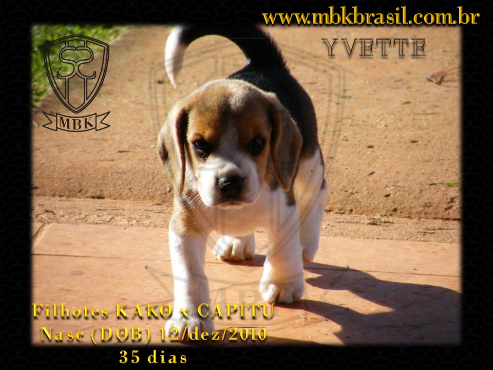 Ninhada Kako X Capitu - 12dez2010 (9)