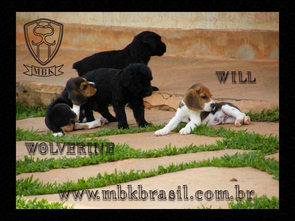 Ninhada Kako X Lili - 25set2010 (10)