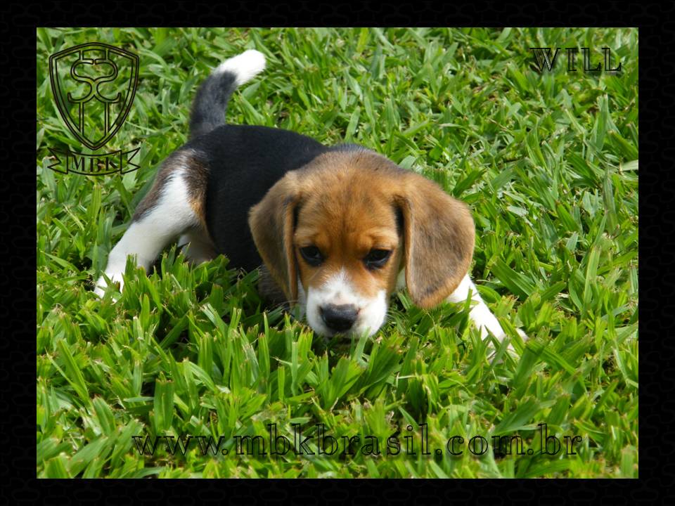 Ninhada Kako X Lili - 25set2010 (2)