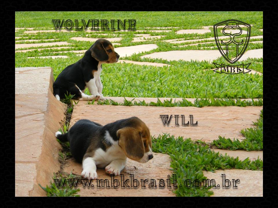 Ninhada Kako X Lili - 25set2010 (4)