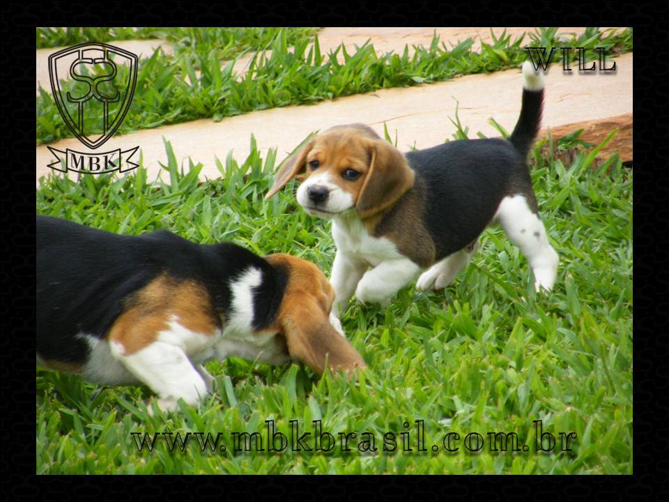 Ninhada Kako X Lili - 25set2010 (6)