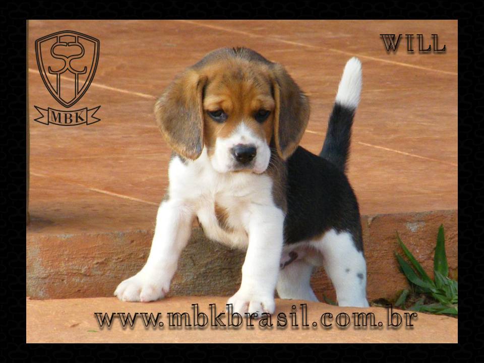 Ninhada Kako X Lili - 25set2010 (7)