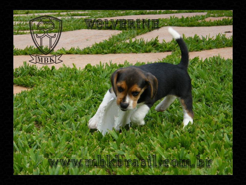 Ninhada Kako X Lili - 25set2010 (9)