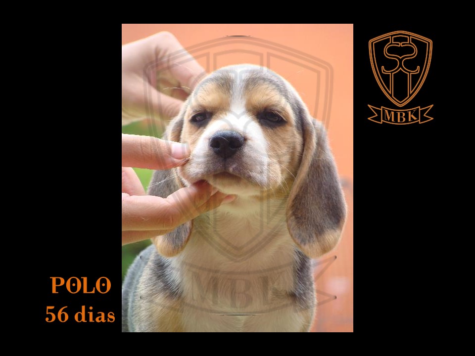 Polo (4)
